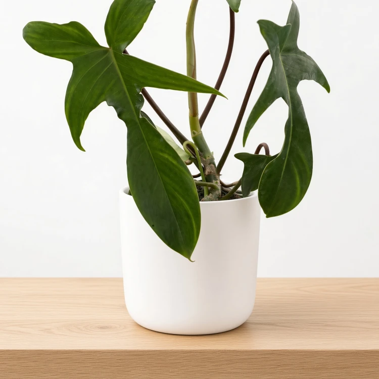Philodendron Florida Beauty Green Filodendron P11