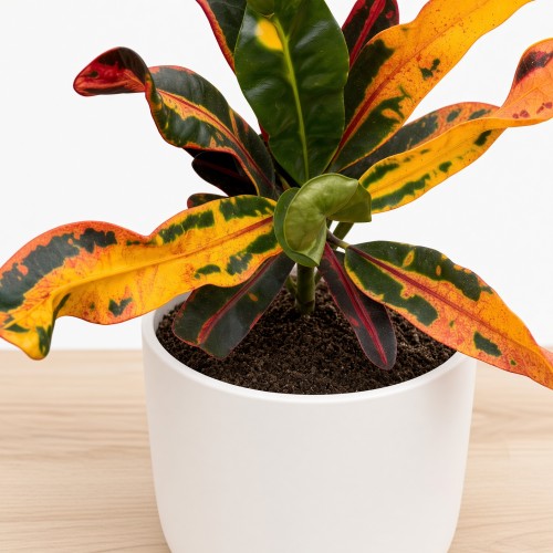 Kroton Mammi Codiaeum variegatum Trójskrzyn P9
