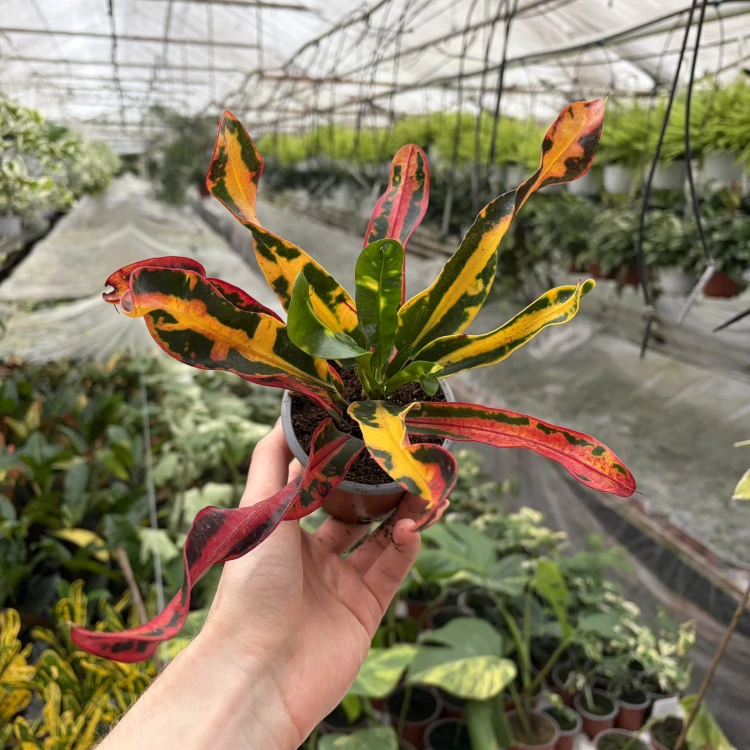 Kroton Mammi Codiaeum variegatum Trójskrzyn P9