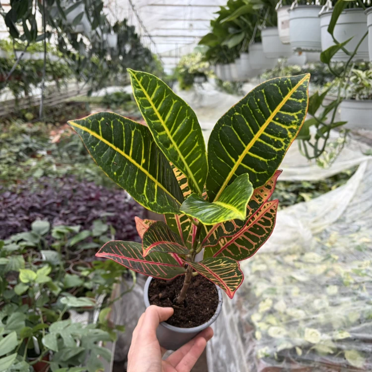 Kroton Petra Codiaeum variegatum Trójskrzyn P11