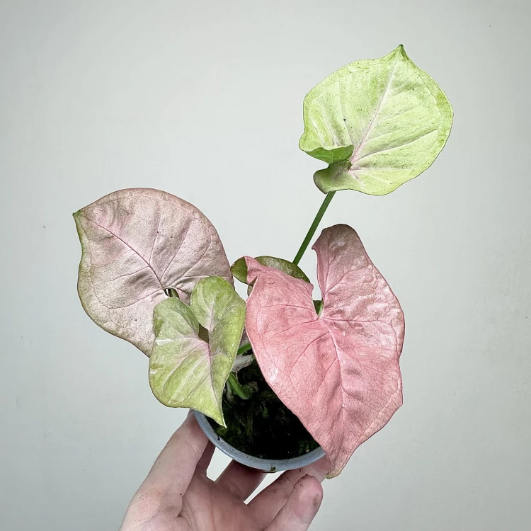 Syngonium Neon Robusta Zroślicha P9 #4