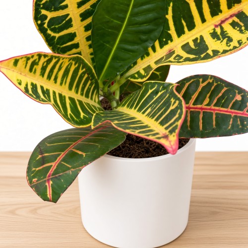 Kroton Petra Codiaeum variegatum Trójskrzyn P11