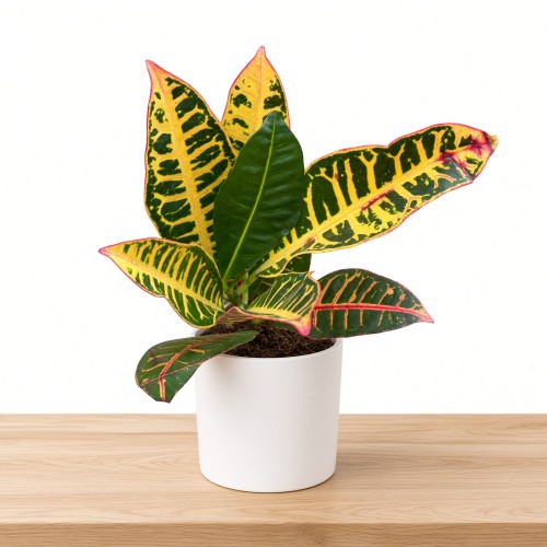 Kroton Petra Codiaeum variegatum Trójskrzyn P11