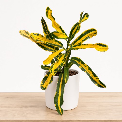 Kroton Mammi Yellow Codiaeum variegatum Trójskrzyn P11