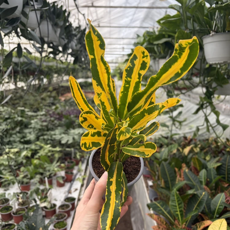 Kroton Mammi Yellow Codiaeum variegatum Trójskrzyn P11
