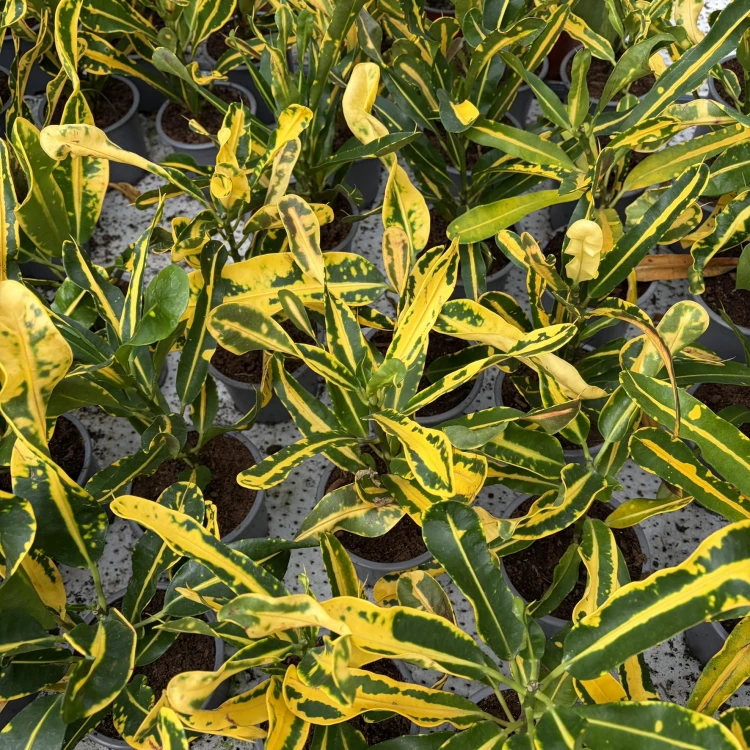 Kroton Mammi Yellow Codiaeum variegatum Trójskrzyn P11