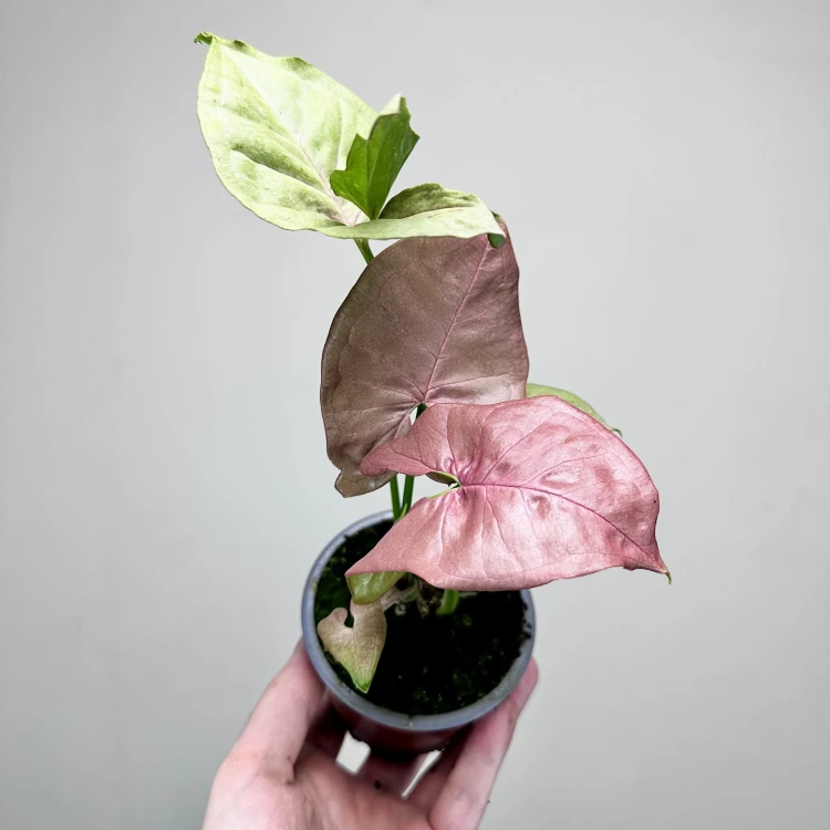 Syngonium Neon Robusta Zroślicha P9 #5
