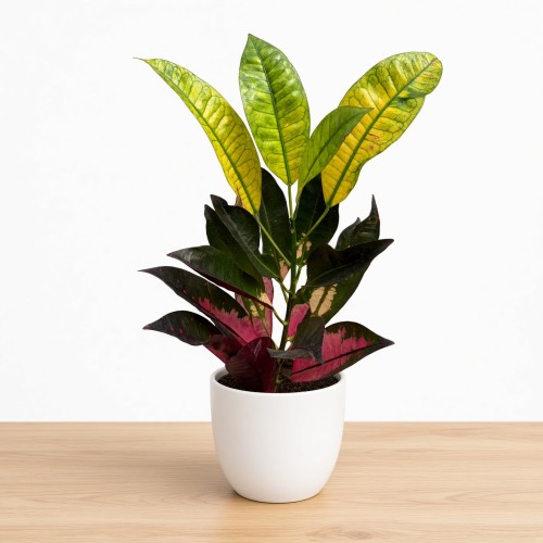 Kroton Mrs. Iceton Codiaeum variegatum Trójskrzyn P11