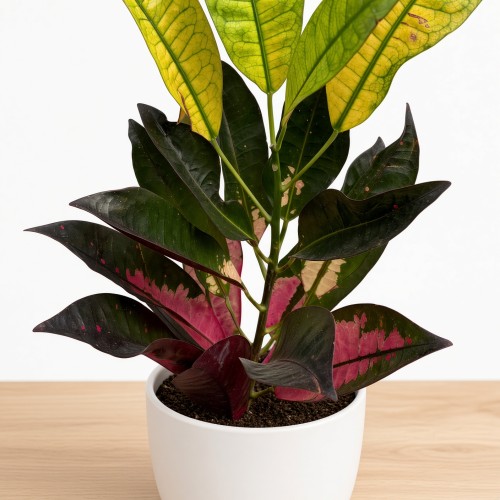 Kroton Mrs. Iceton Codiaeum variegatum Trójskrzyn P11