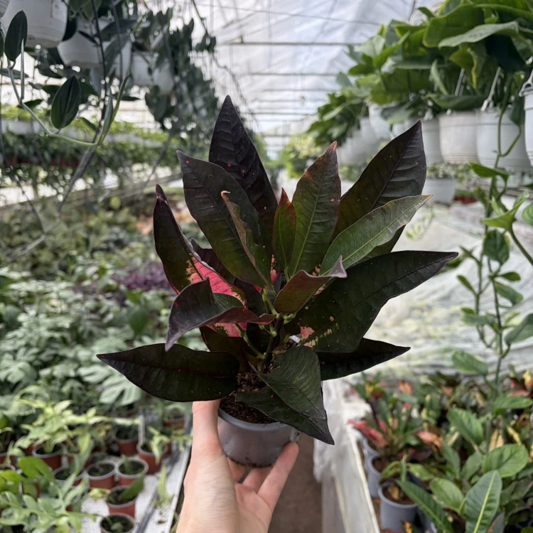 Kroton Mrs. Iceton Codiaeum variegatum Trójskrzyn P11