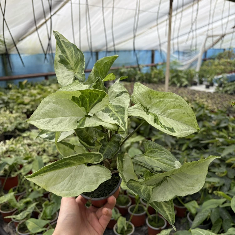 Syngonium Three Kings Zroślicha P9