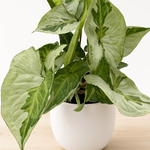 Syngonium Three Kings Zroślicha P9