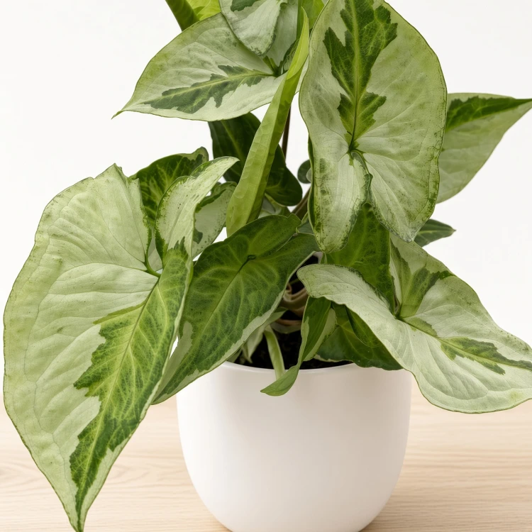 Syngonium Three Kings Zroślicha P9