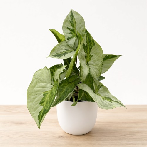 Syngonium Three Kings Zroślicha P9