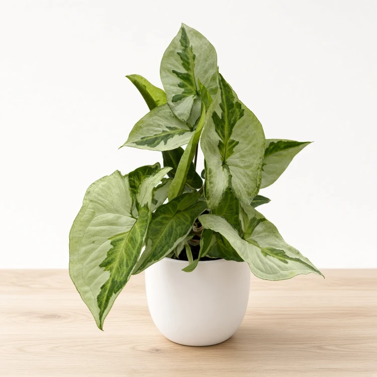 Syngonium Three Kings Zroślicha P9