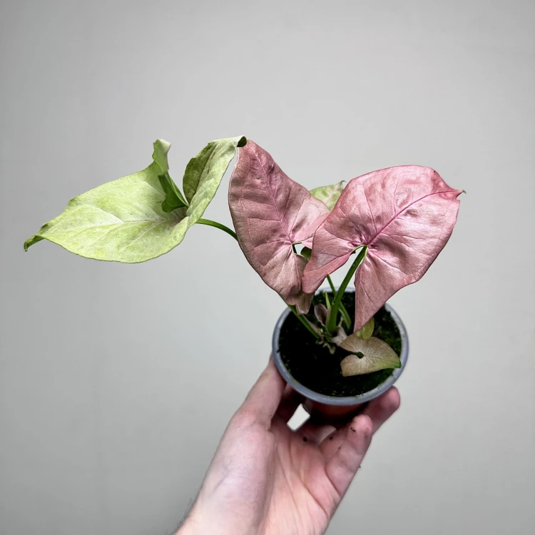 Syngonium Neon Robusta Zroślicha P9 #6