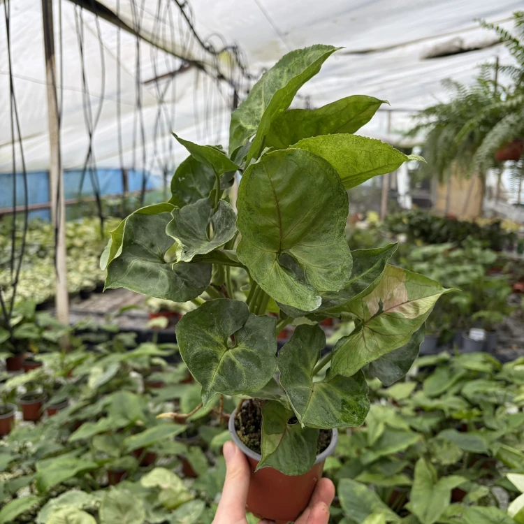 Syngonium T24 Zroślicha P9