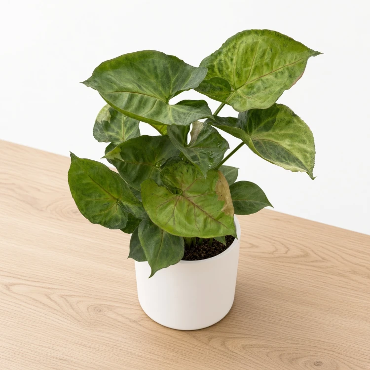 Syngonium T24 Zroślicha P9