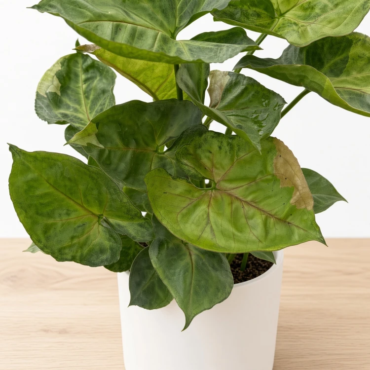 Syngonium T24 Zroślicha P9