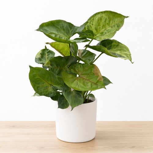 Syngonium T24 Zroślicha P9