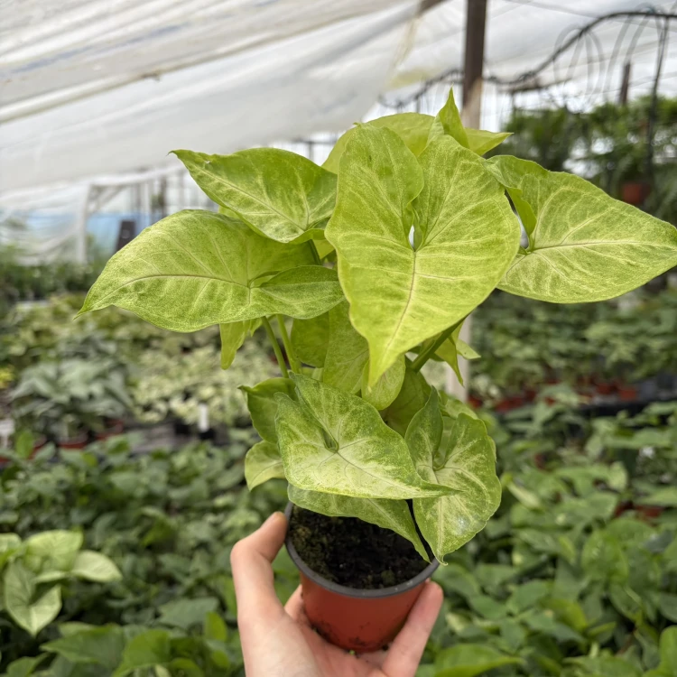Syngonium Mango Allusion Zroślicha P9