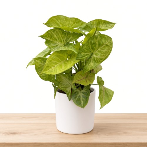 Syngonium Mango Allusion Zroślicha P9