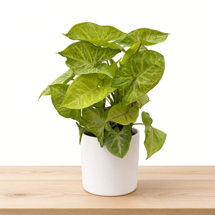 Syngonium Mango Allusion Zroślicha P9