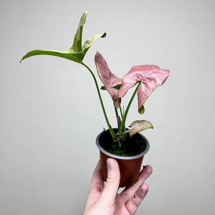 Syngonium Neon Robusta Zroślicha P9 #7