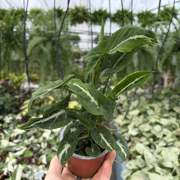 Syngonium Wendlandii Green Velvet Zroślicha P9