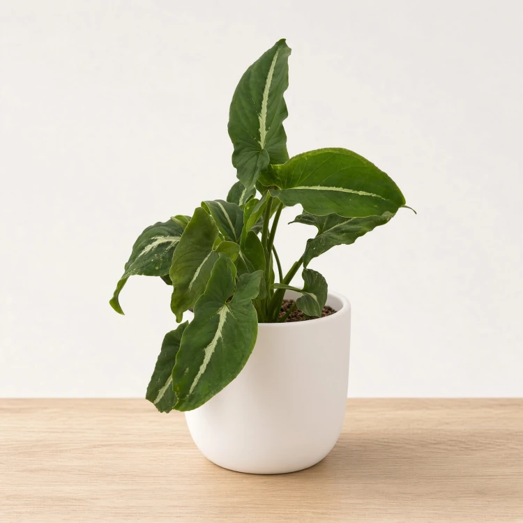 Syngonium Wendlandii Green Velvet Zroślicha P9