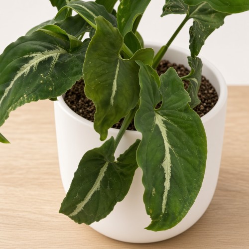 Syngonium Wendlandii Green Velvet Zroślicha P9