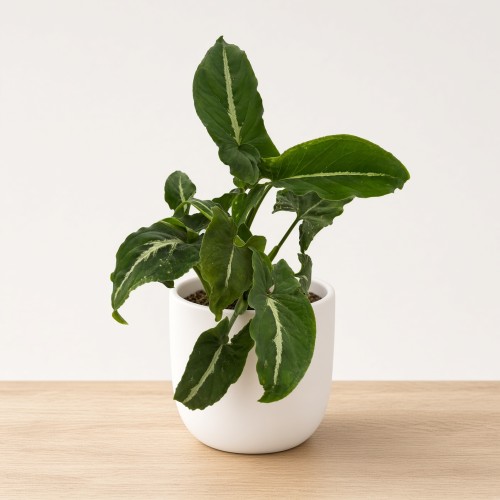 Syngonium Wendlandii Green Velvet Zroślicha P9