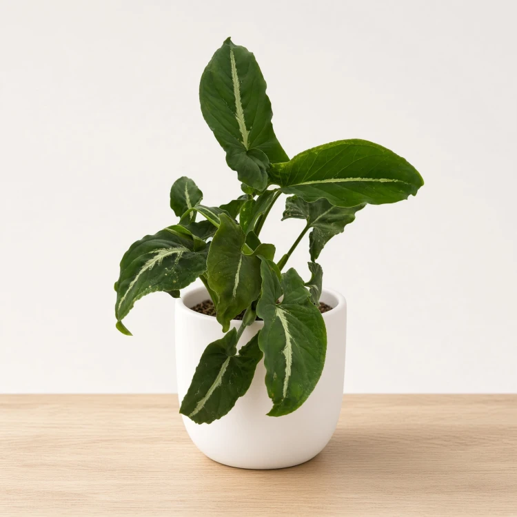 Syngonium Wendlandii Green Velvet Zroślicha P9