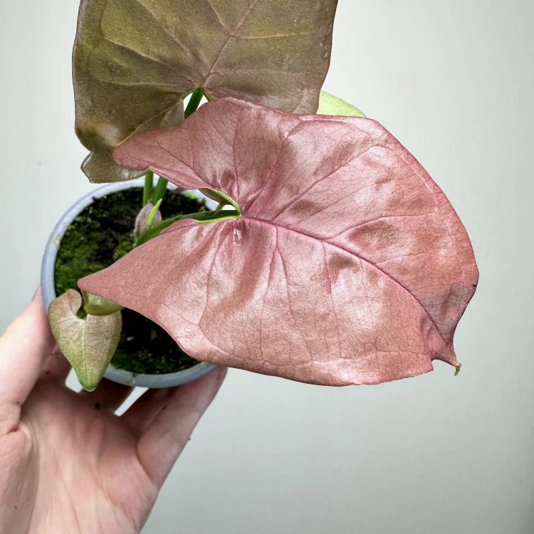 Syngonium Neon Robusta Zroślicha P9 #8