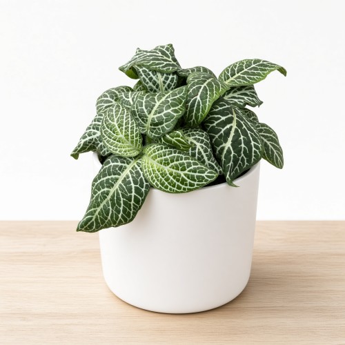 Fittonia Mosaic White Tiger Fitonia P9