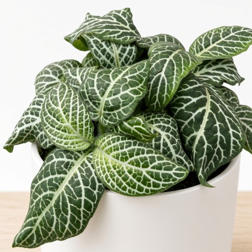 Fittonia Mosaic White Tiger Fitonia P9