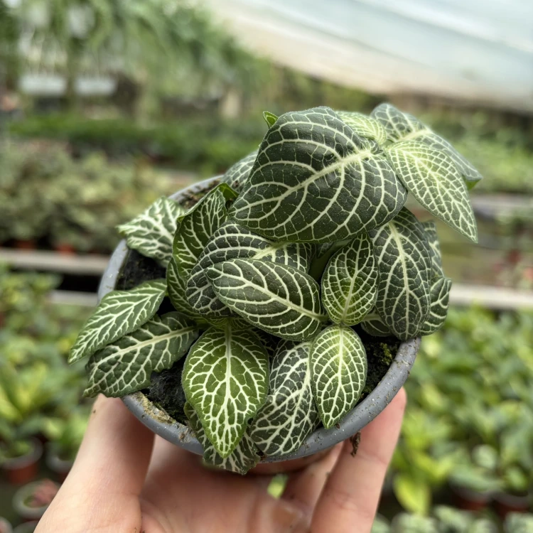 Fittonia Mosaic White Tiger Fitonia P9