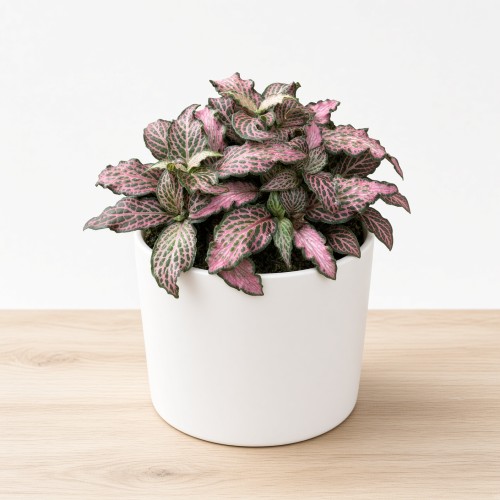 Fittonia Mosaic Pink Forest Flame Fitonia P9