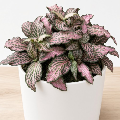 Fittonia Mosaic Pink Forest Flame Fitonia P9
