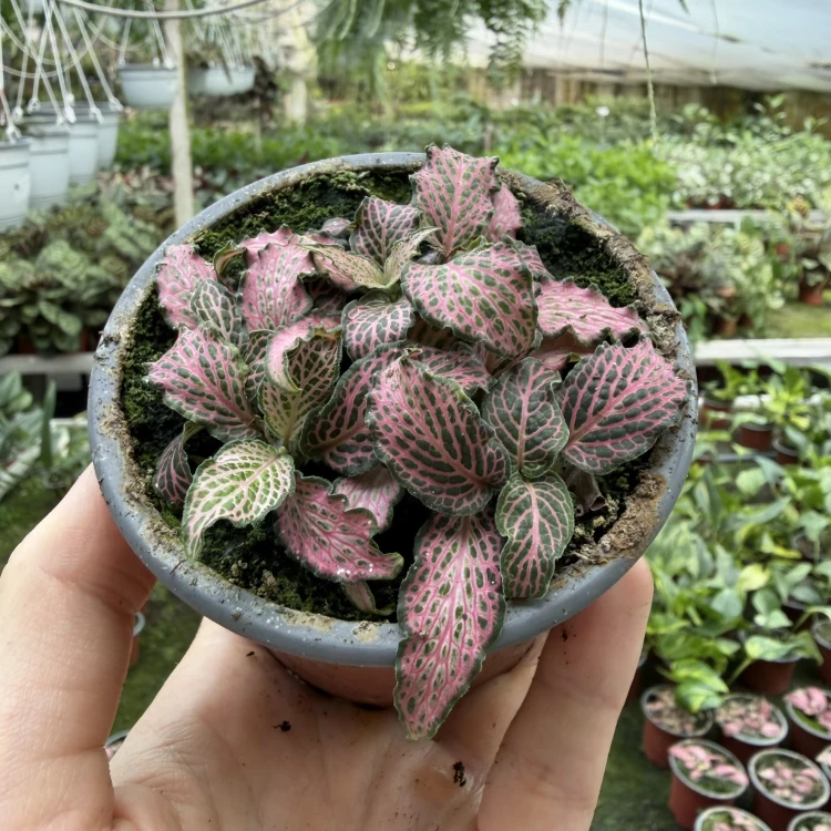 Fittonia Mosaic Pink Forest Flame Fitonia P9