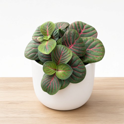 Fittonia verschaffeltii Bubble Red Fitonia P9