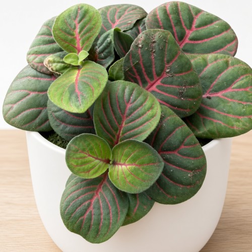 Fittonia verschaffeltii Bubble Red Fitonia P9