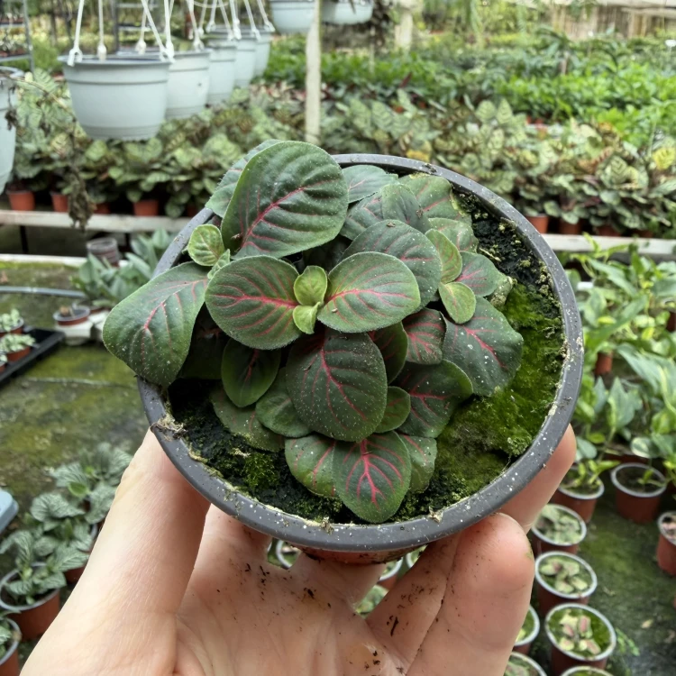 Fittonia verschaffeltii Bubble Red Fitonia P9