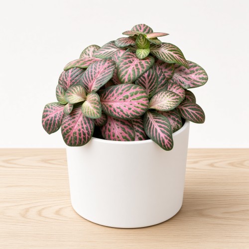 Fittonia Anne Fitonia P9