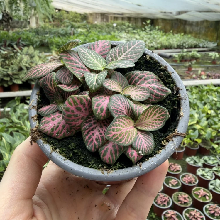 Fittonia Anne Fitonia P9