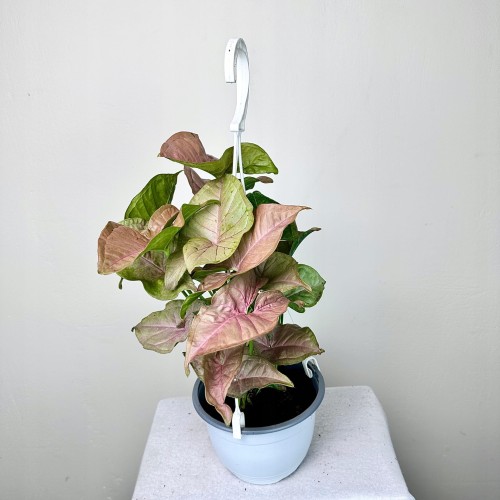 Syngonium Neon Robusta Zroślicha P15 wisząca #2