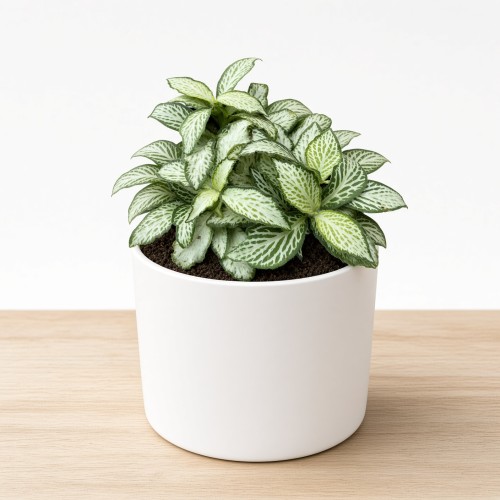 Fittonia Mosaic White Forest Flame Fitonia P9