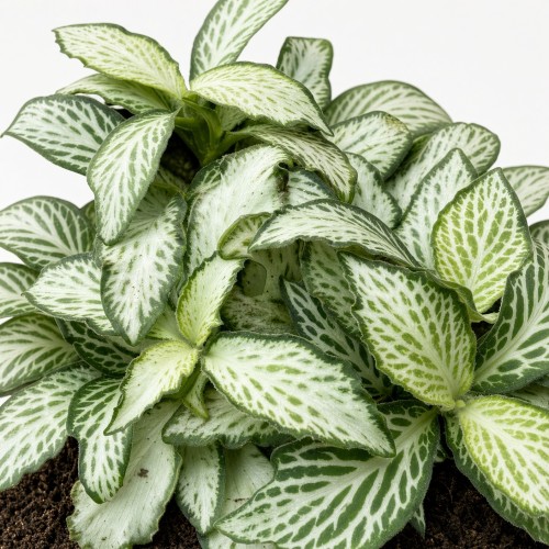 Fittonia Mosaic White Forest Flame Fitonia P9