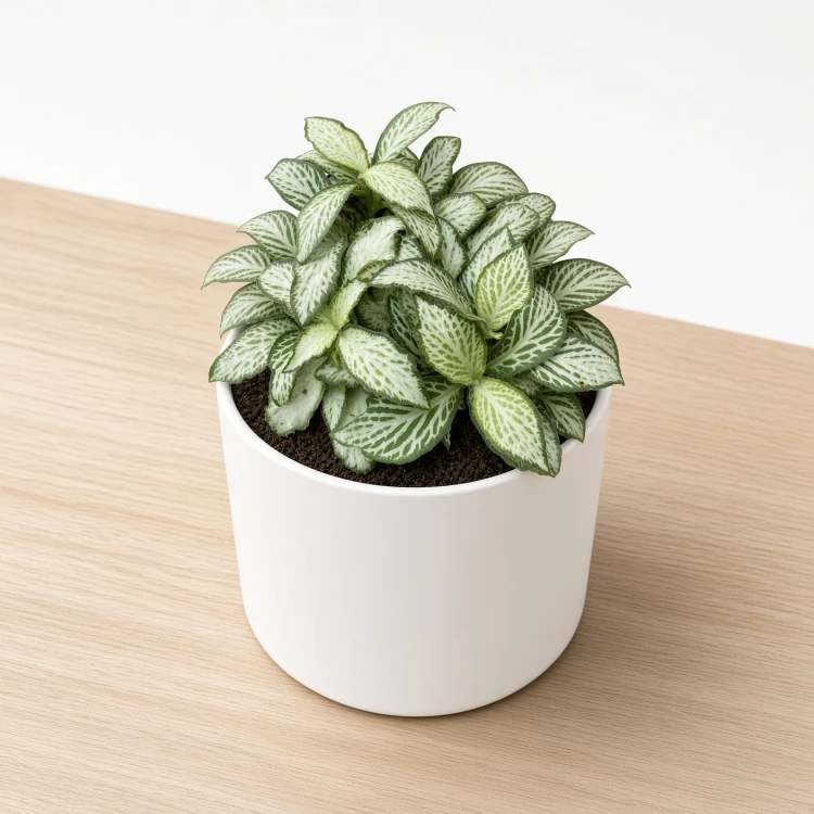 Fittonia Mosaic White Forest Flame Fitonia P9