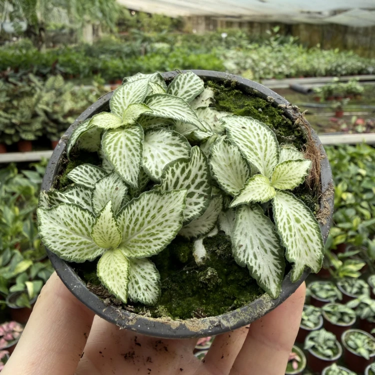 Fittonia Mosaic White Forest Flame Fitonia P9
